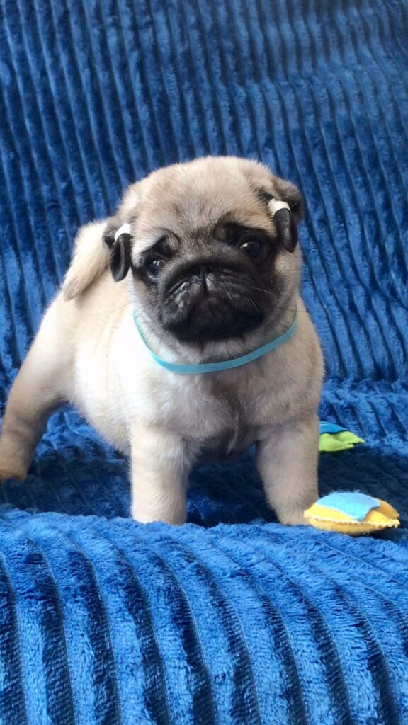 Lindos Filhotes Disponiveis