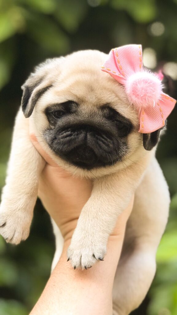 Menina Abricot disponível