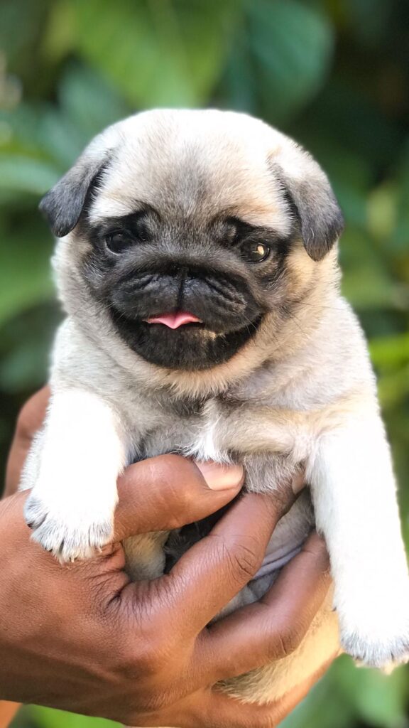 Filhotes a Pronta Entrega