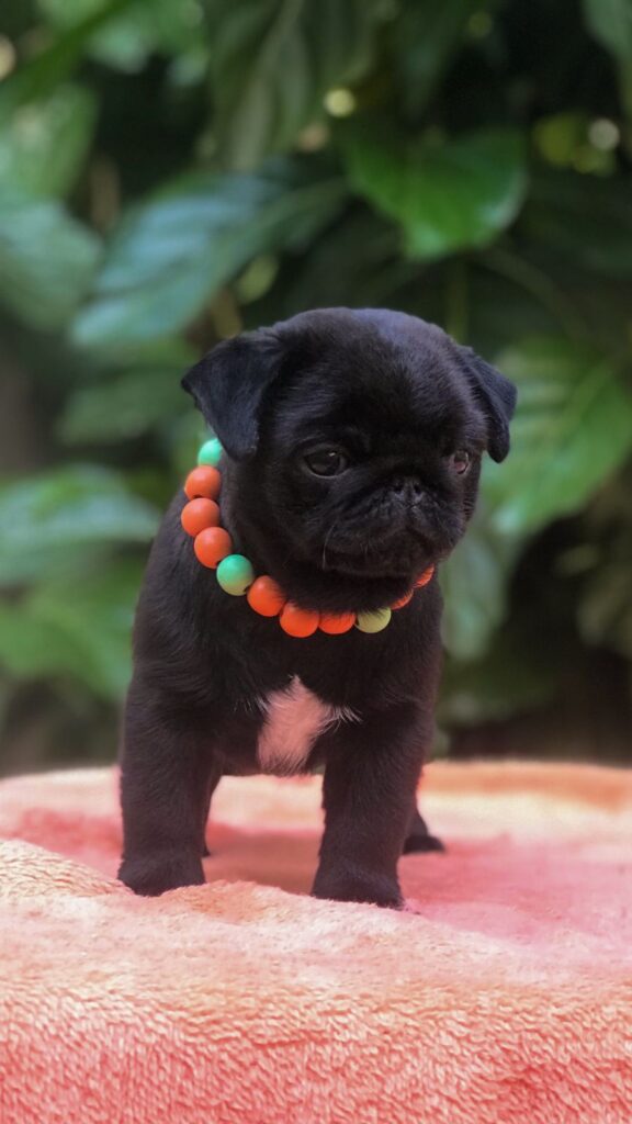 Filhotes de Disponiveis