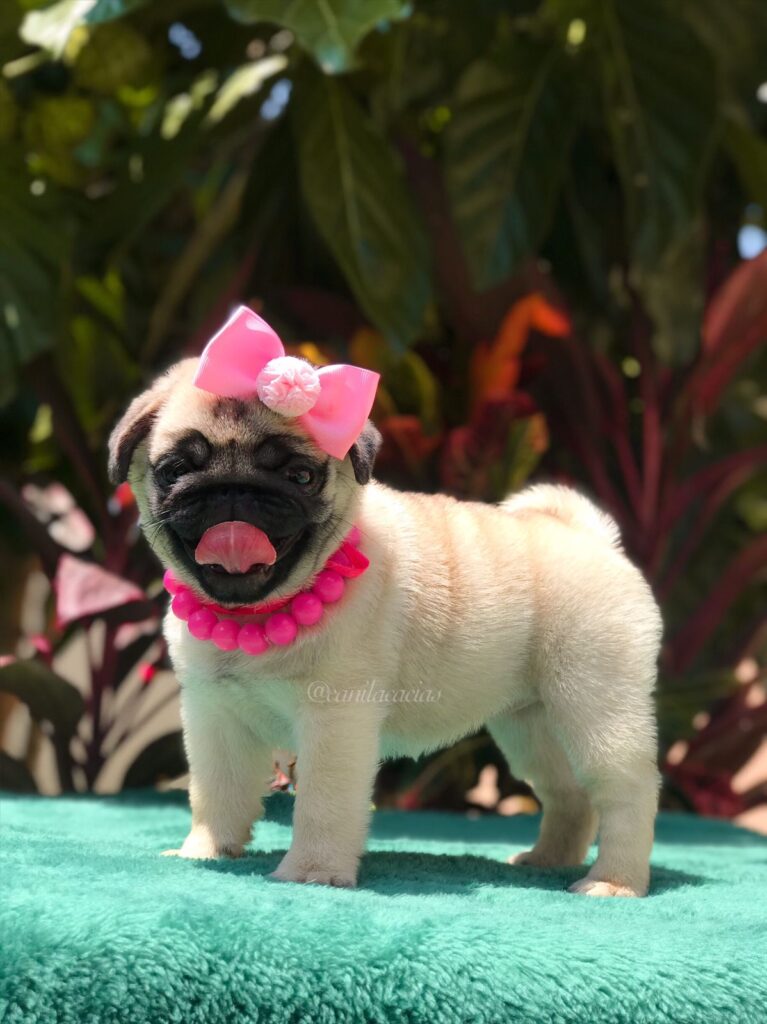 Pugs de alto padrão genético