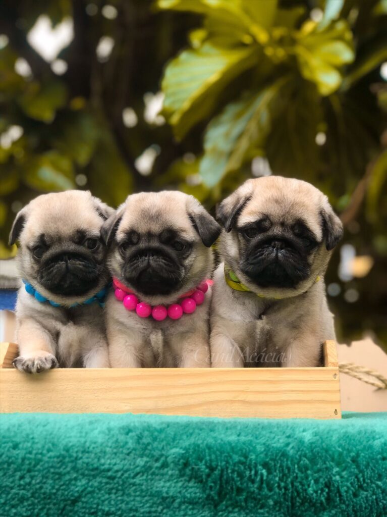 Nossos Lindos Bebês